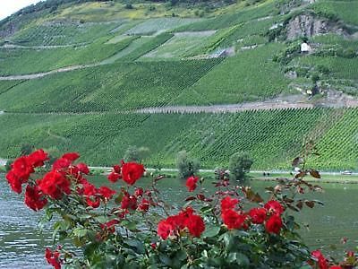 Bed and Breakfast Anneliese Schmitgen Bernkastel-Kues Esterno foto